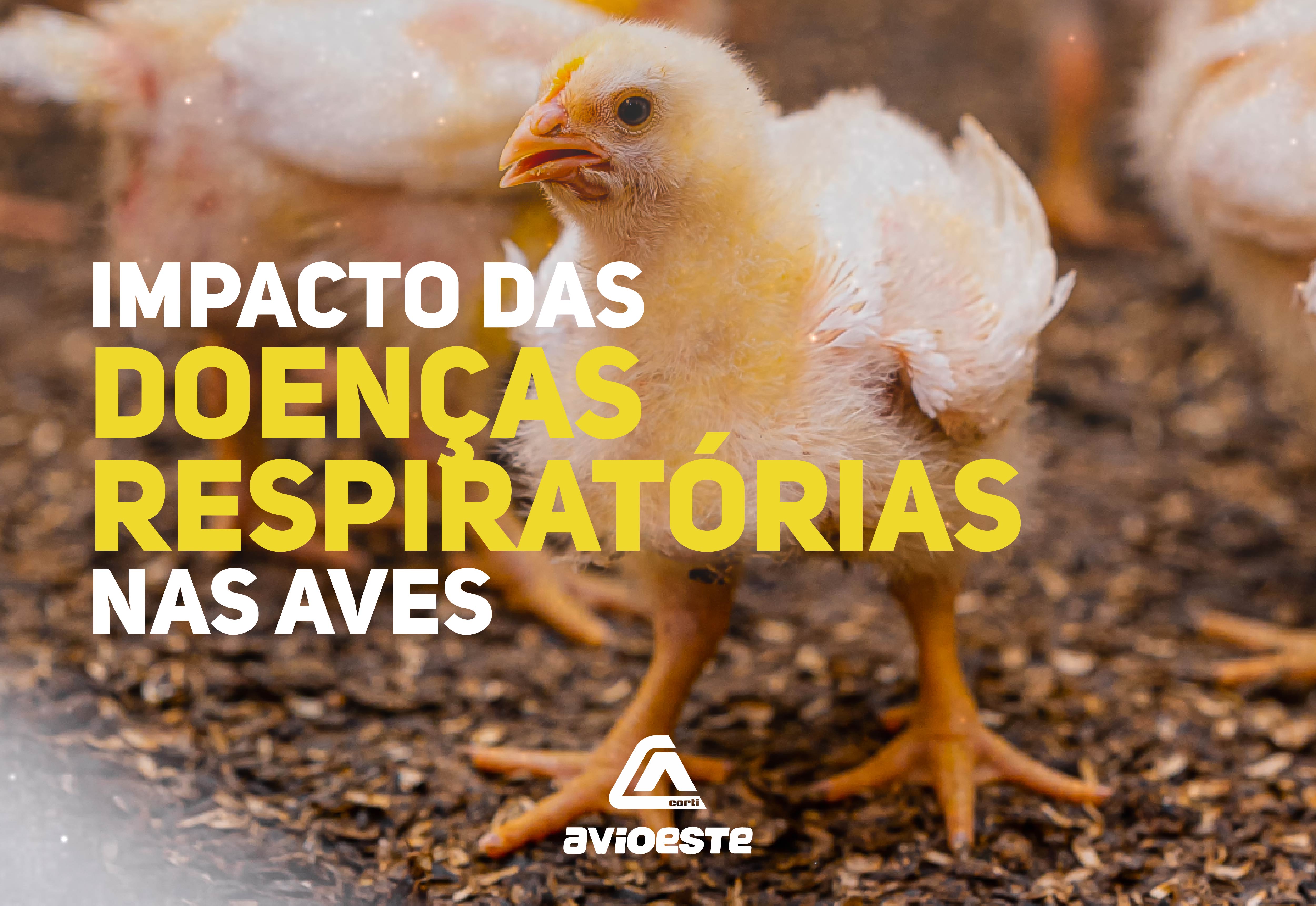 Capa How to prevent respiratory diseases in broiler chickens